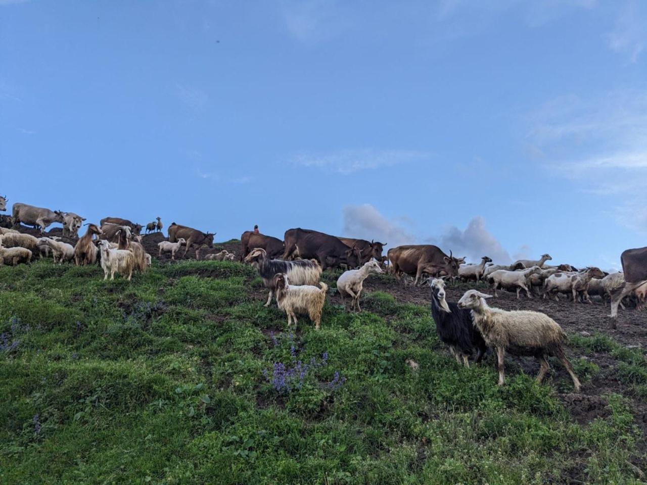 Dzoragyugh B&B Buitenkant foto